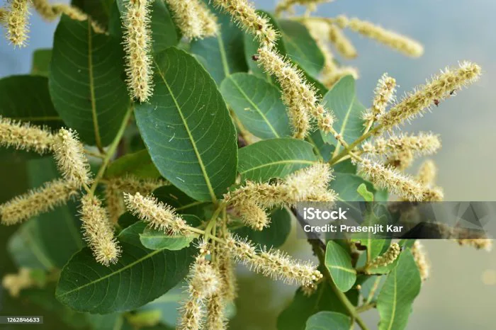 Cây Arjun Lá Và Hoa Nền Hình ảnh Sẵn có - Tải xuống Hình ảnh Ngay bây giờ -  Bao gồm, Chăm sóc sức khỏe và y học, Chơi bài - Trò