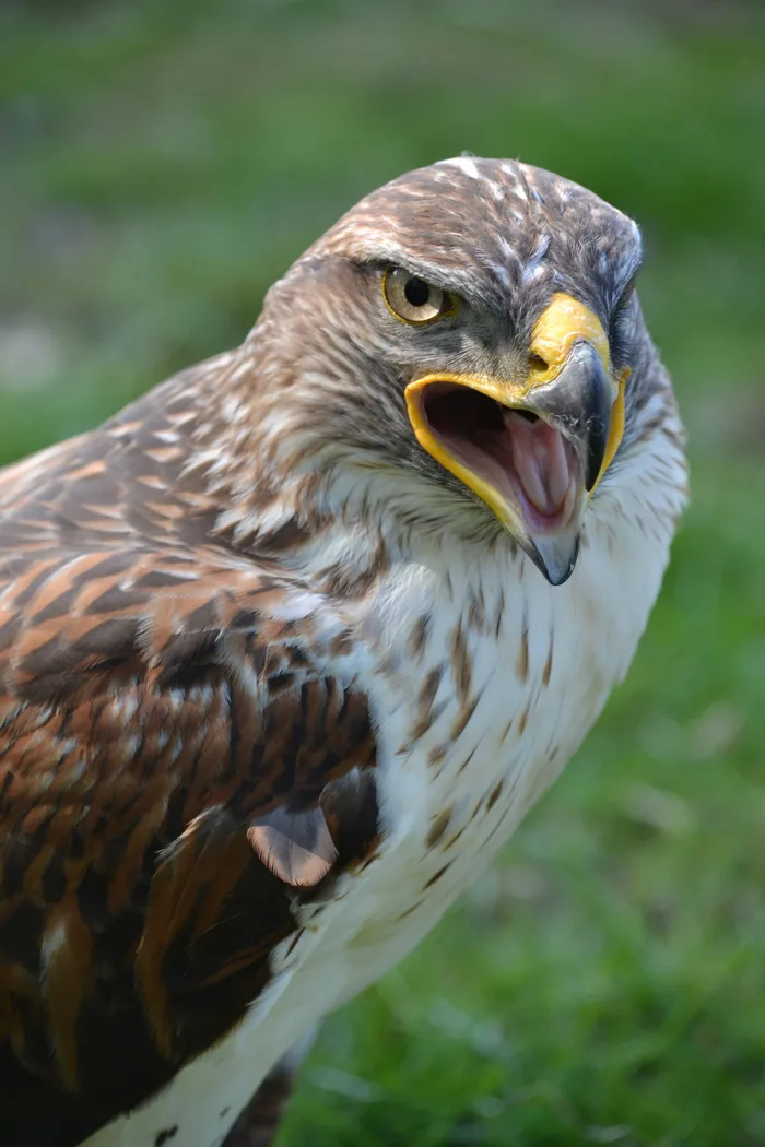 Tập tin:Buteo regalis aka Ferruginous Hawk aka King Hawk.jpg – Wikipedia  tiếng Việt