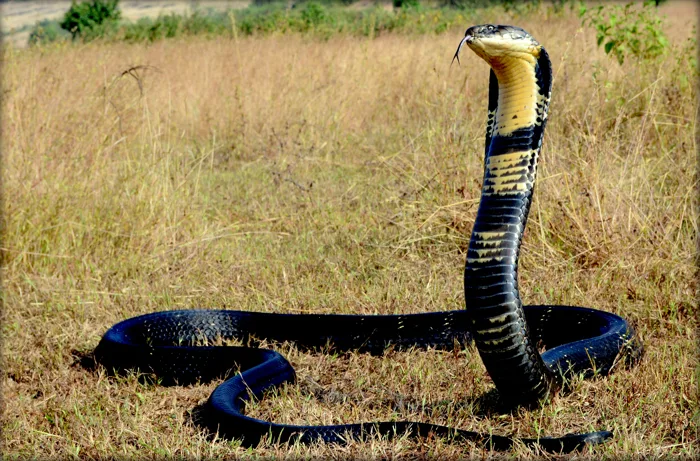 Tập tin:King cobra 1.jpg – Wikipedia tiếng Việt