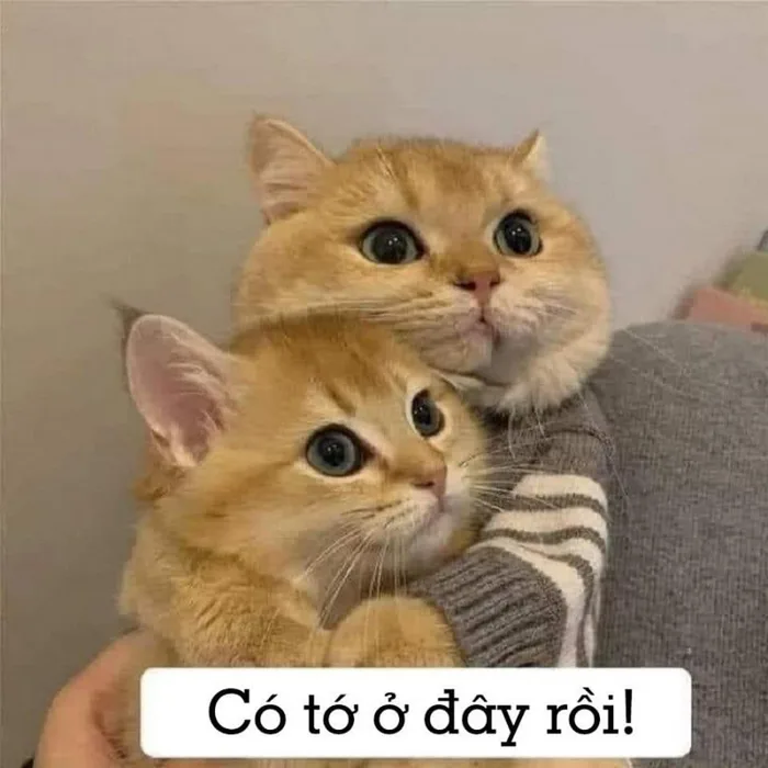 anh-meme-an-ui-6