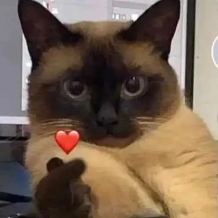 Bộ sưu tập ảnh meme bắn tim cực đẹp cho mọi tâm trạng