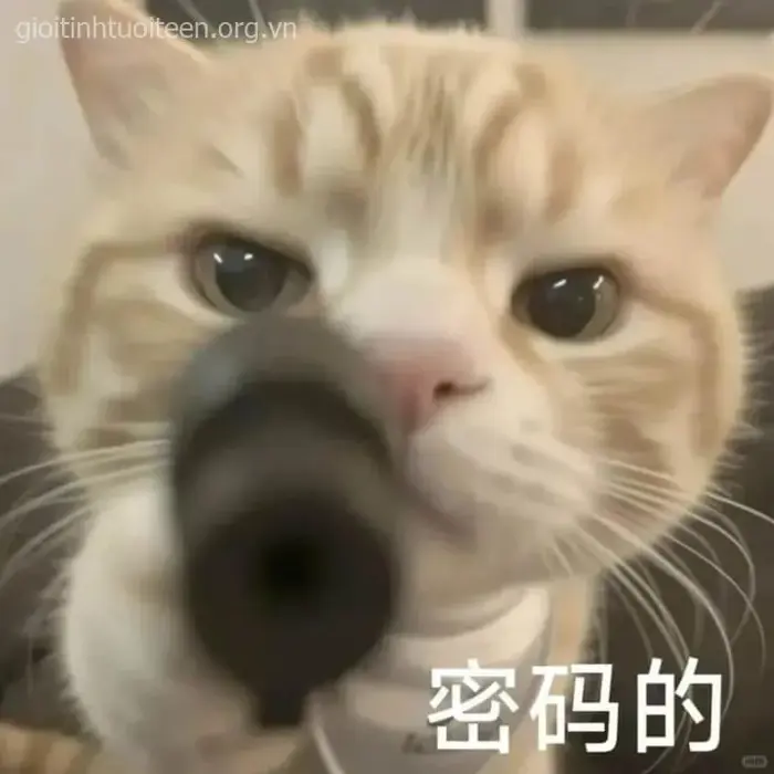 BST 48 ảnh Meme Mèo Cầm Súng, Chỉa Súng Vào Màn Hình hài hước troll bạn bè