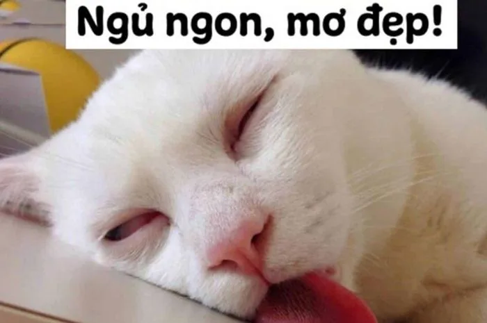 anh-meme-chuc-ngu-ngon-1