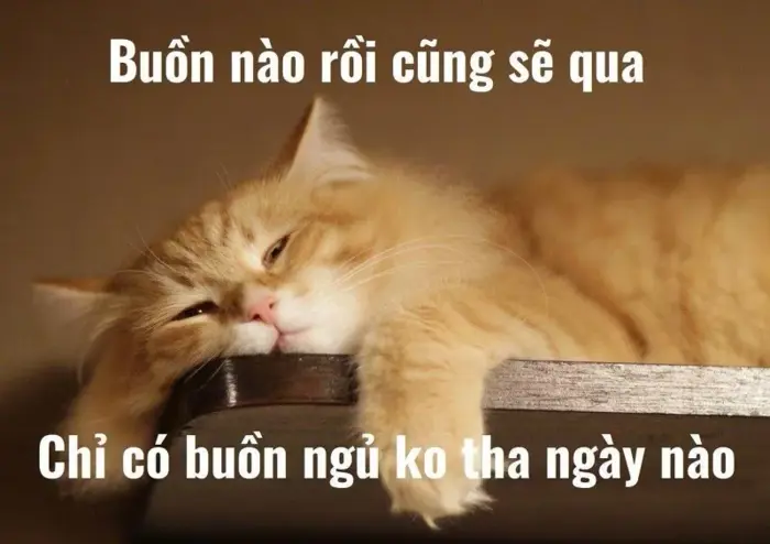 anh-meme-chuc-ngu-ngon-12