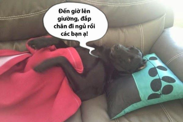 anh-meme-chuc-ngu-ngon-16