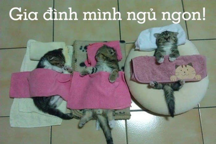 anh-meme-chuc-ngu-ngon-28