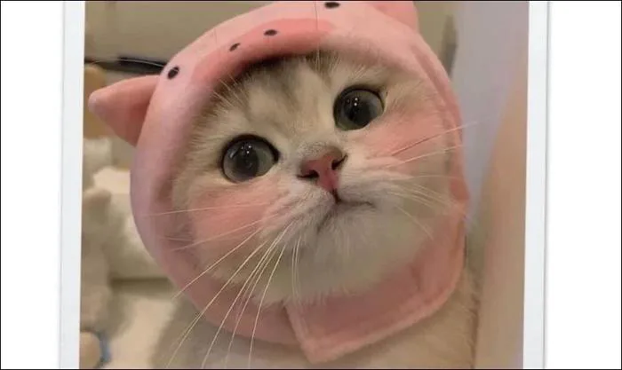 10.000+ ảnh Meme hài bựa, vô tri, cute miễn phí 2026