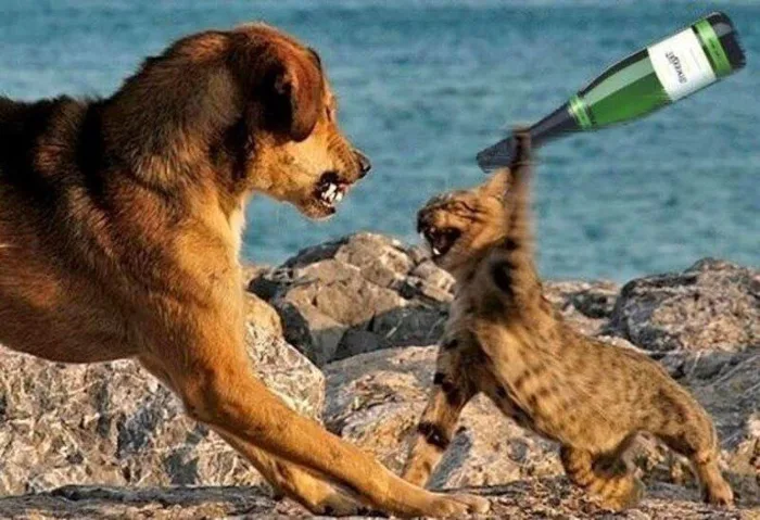 Bộ sưu tập meme đánh nhau, meme mèo đánh nhau hài hước, vui nhộn