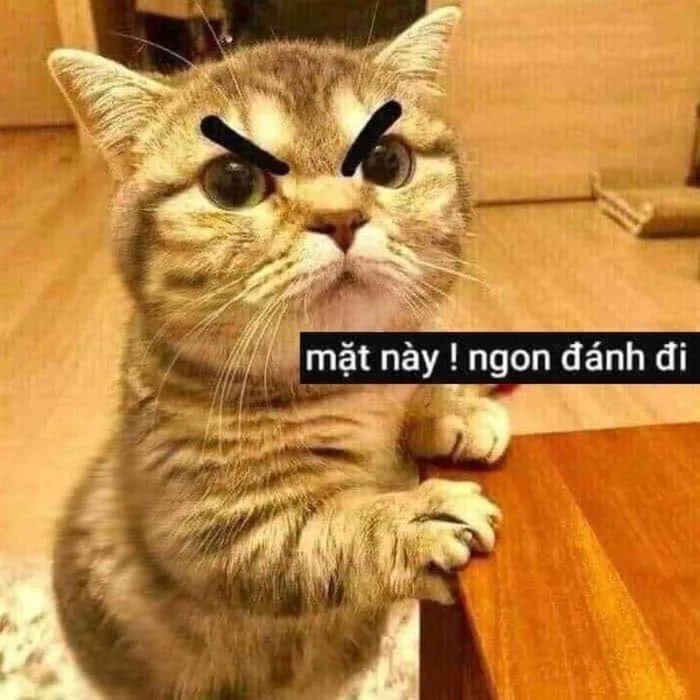 Bộ sưu tập meme đánh nhau, meme mèo đánh nhau hài hước, vui nhộn