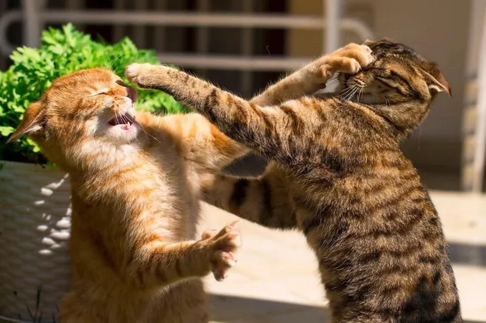 Bộ sưu tập meme đánh nhau, meme mèo đánh nhau hài hước, vui nhộn