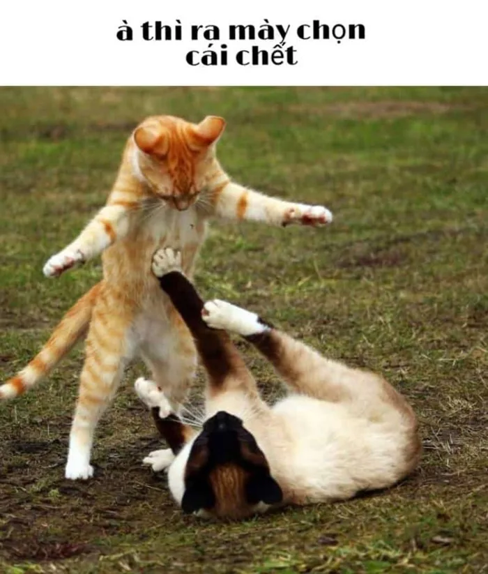 Bộ sưu tập meme đánh nhau, meme mèo đánh nhau hài hước, vui nhộn