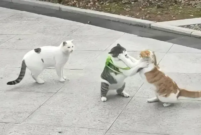 50+ Meme Mèo Đánh Nhau, khoảnh khắc động vật đối đầu hài hước, đáng yêu