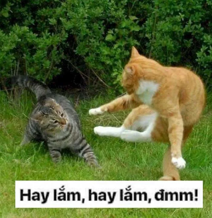 Meme Mèo Đánh Nhau Bựa [39+ Hình Chế Hài Hước Nhất]
