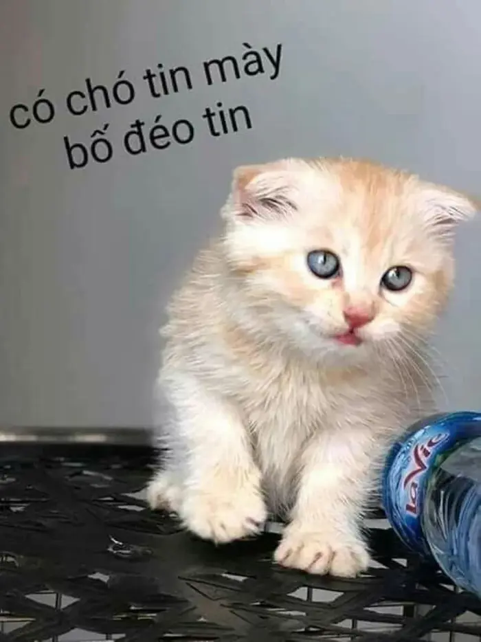 Tổng Hợp 101+ Meme Đéo Tin Viral Nhất Dành Cho Gen Z