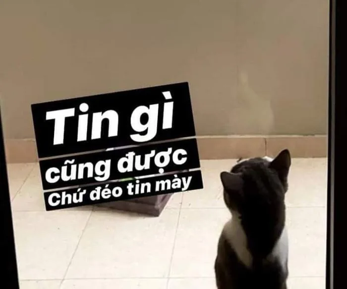 Hoạt hình vui nhộn | Hình biểu cảm, Chữ quốc ngữ, Meme xinh