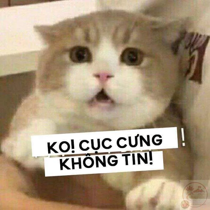 100+ ảnh đéo tin meme “tin thế éo nào được”, gif hài đỉnh