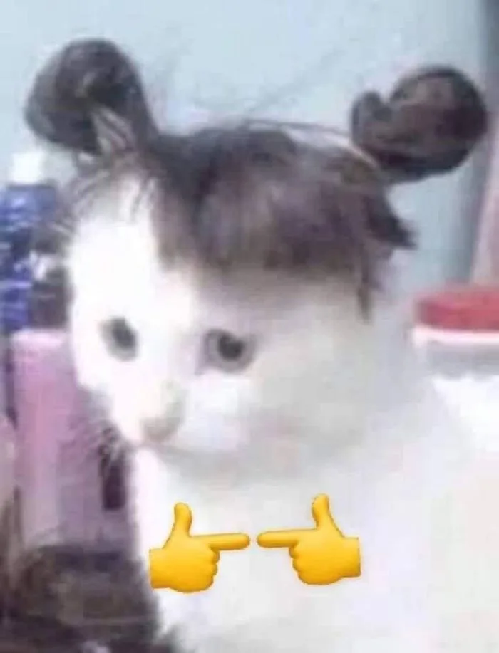 anh-meme-dong-vat-1