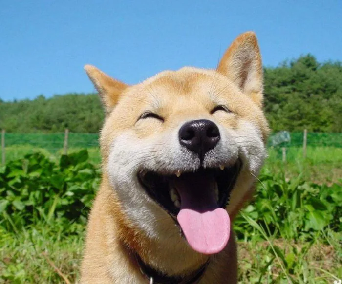 Tuyển tập 99+ ảnh chó meme hài hước, CƯỜI ĐAU CẢ BỤNG | Yody