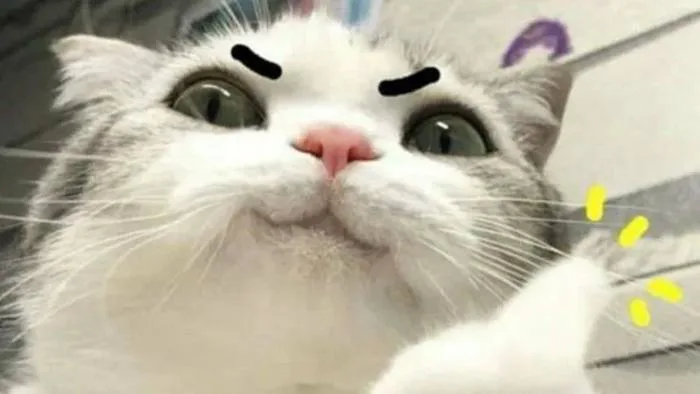 1001+ Meme Mèo Hài Hước Bựa Cute 2026 - Tải Ngay!