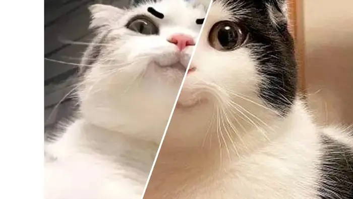 Thú Cưng Cười Ra Nước Mắt Meme Động Vật Hài Hước Dễ Thương 2026