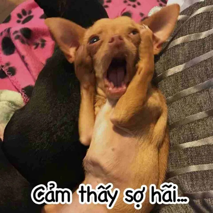 Bộ sưu tập meme chó đủ mọi thể loại siêu hài hước chắc chắn sẽ khiến bạn  cười bể bụng