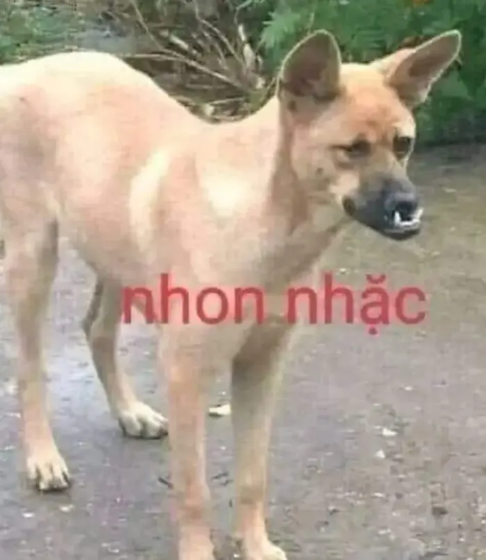 Full 80+ meme tức giận cute, dễ thương, hung dữ chế cực vui