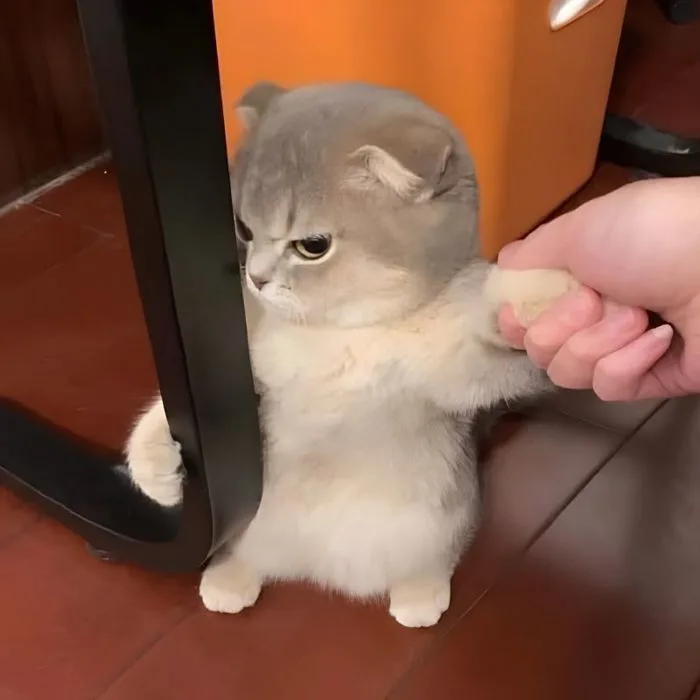 110+ Ảnh meme tức giận cute, hung dữ cực hài hước