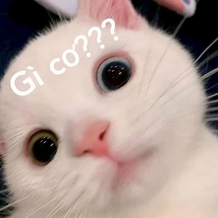 101 mẫu hình ảnh meme mèo hỏi chấm hài hước, cute, tải miễn phí
