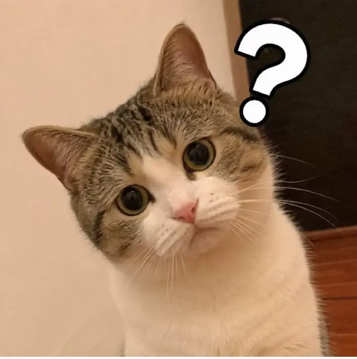 150+ Meme Mèo Chấm Hỏi (?) hoang mang cực bá đạo