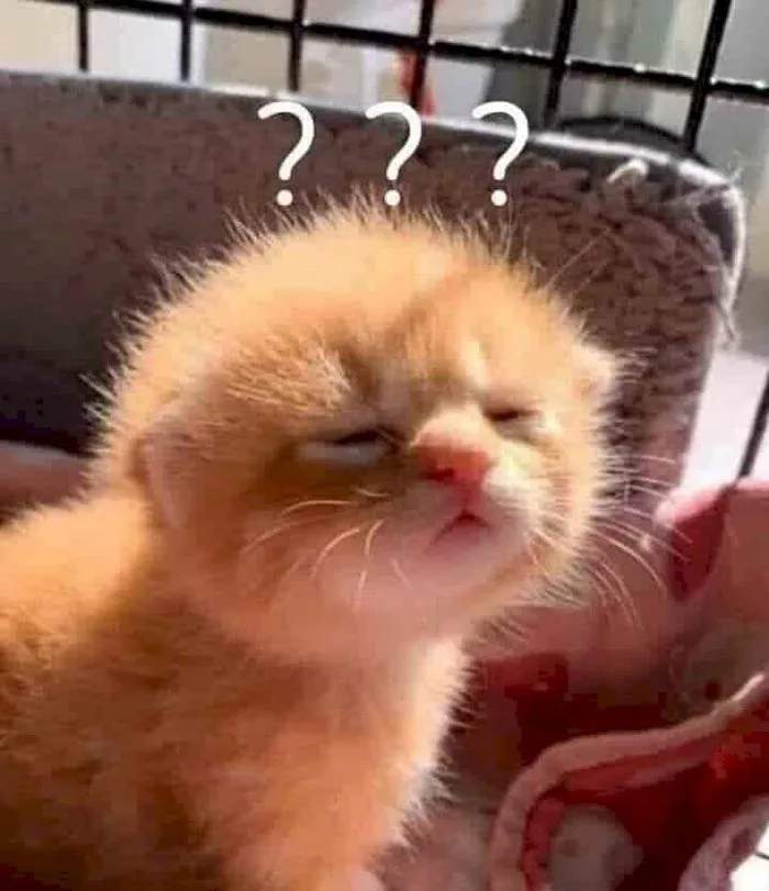 101 mẫu hình ảnh meme mèo hỏi chấm hài hước, cute, tải miễn phí