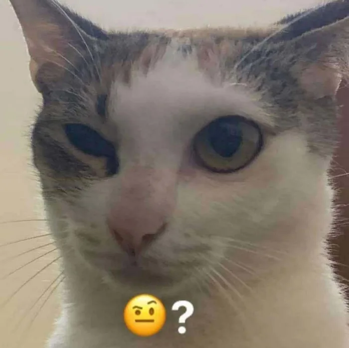Giới thiệu các mẫu meme hỏi chấm hài hước, thú vị, khiến người xem cười té  ghế