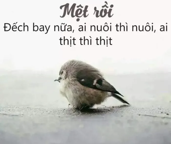 anh-meme-met-moi-16