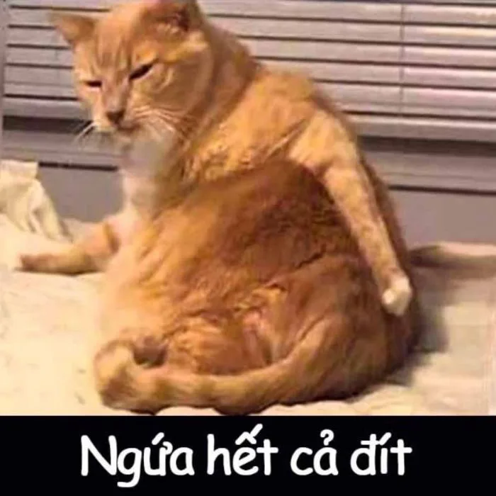 anh-meme-vui-19