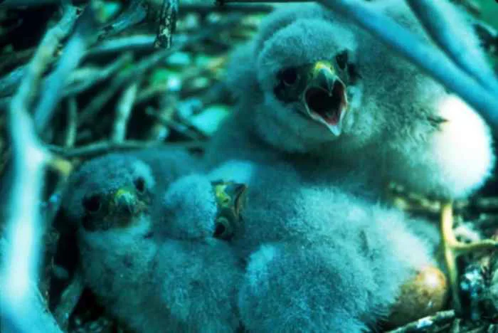 Hình ảnh miễn phí: Merlin, falco, merlin, gà con, tổ, gà con, tổ