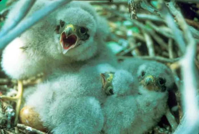 Hình ảnh miễn phí: Merlin, falco, chim, gà, tổ, falco columbarius